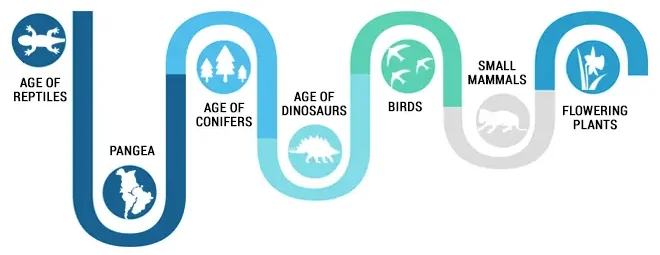 A linear image showing the evolution of types life on Earth during the Mesozoic era from reptiles and dinosaurs to flowering plants.