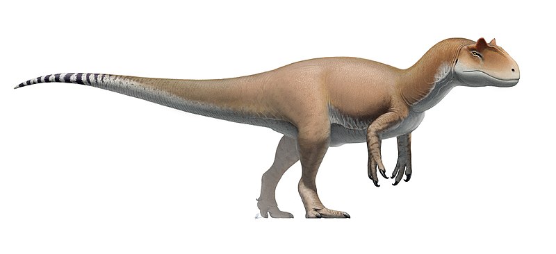 An artists impression of an Allosaurus. A large bipedal predator with a long thick tail, short forelimbs, short neck and large head.