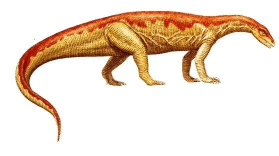 An artists impression of an Anchisaurus. A quadrupedal dinosaur with four large, strong legs, a long tail, short neck and small head.