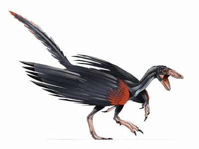 An artists impression of an Archaeopteryx. A small magpie-sized creature with wings, tail and small pointed head.