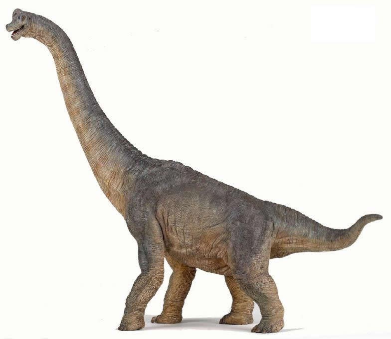 An artists impression of a Brachiosaurus. A land dwelling creature with four massive legs, a long tail and a long neck.