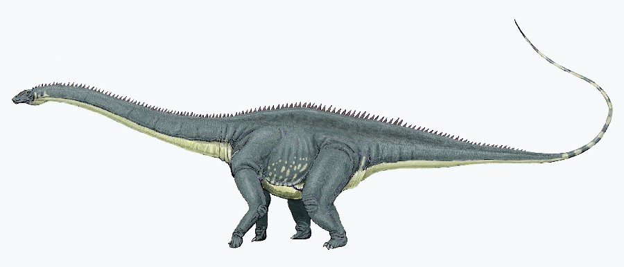 An artists impression of a Diplodocus. A land dwelling creature with four massive legs, a long tail and a long neck.