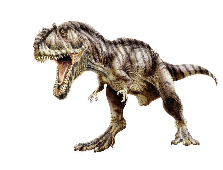 An artists impression of a Giganotosaurus. A bipedal creature with two strong legs, a powerful tail, large head with a big jaw and sharp teeth, and small clawed forelimbs.