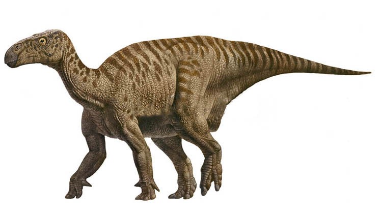 An artists impression of an Iguanodon. A quadrupedal dinosaur with four large, strong legs, a long tail, short neck and small head.