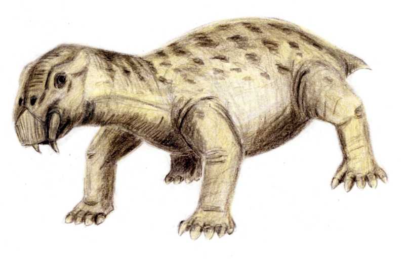 An artists impression of a Lystrosaurus. The creature has four legs on the ground and has downward-facing small tusks on its face.