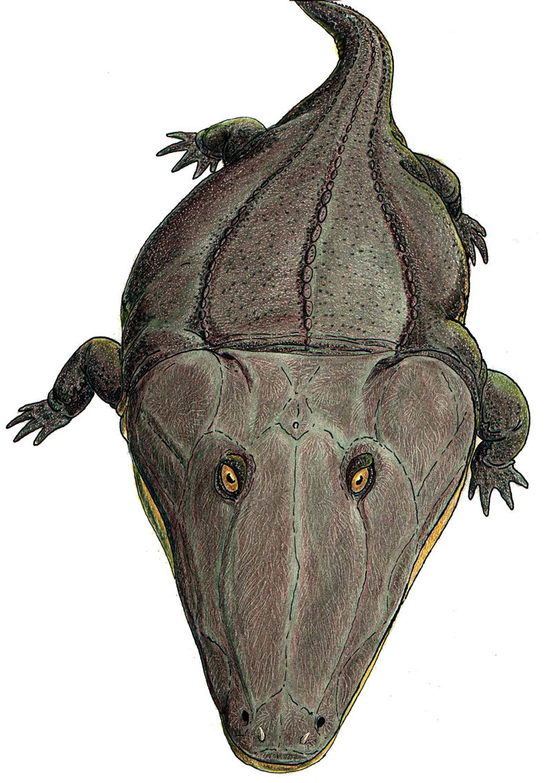 An artists impression of a Mastodonsaurus. The creature has four short limbs and a large flat head. Similar to modern-day crocodiles.