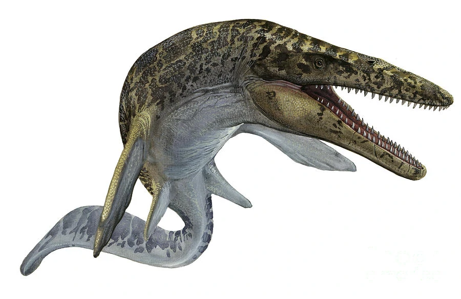 An artists impression of a Mosasaurus. A large marine reptile with four flippers, a massive tail and head and large teeth.