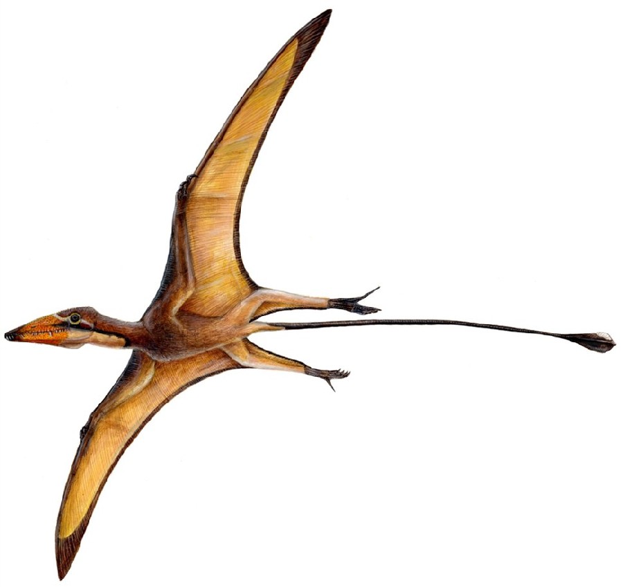 An artists impression of a Preondactylus. The creature has large webbed wings attached to its forelimbs and hindlimbs, a short head and a long thin tail.