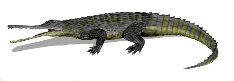 An artists impression of a Rutiodon. The creature has four short legs with a long tail, and a short head with long snapping jaw full of teeth.