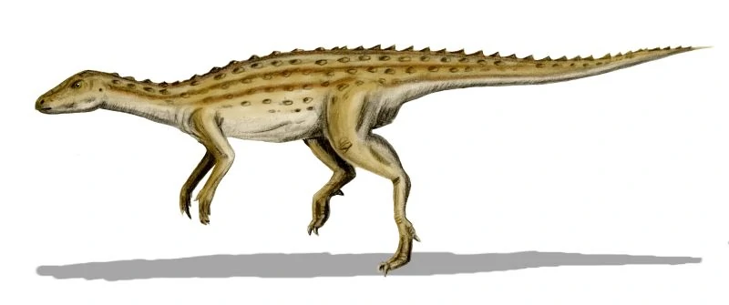 An artists impression of a Scutellosaurus. A small, bipedal dinosaur with a long tail and short neck.