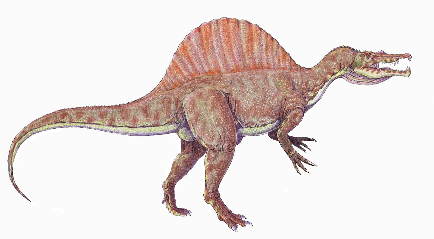 An artists impression of a Spinosaurus. A bipedal creature with two strong backlimbs short forelimbs with claws and a large crest on its back.