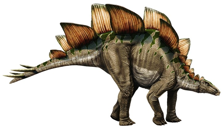 An artists impression of a Stegosaurus. A qudrupedal herbivore with small, sturdy legs, a short tail with spikes attached, small neck and head and spines down it's back.