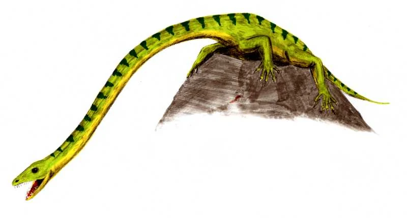 An artists impression of a Tanystropheus. The creature has four strong legs with a long tail, and massively long neck with a short head.