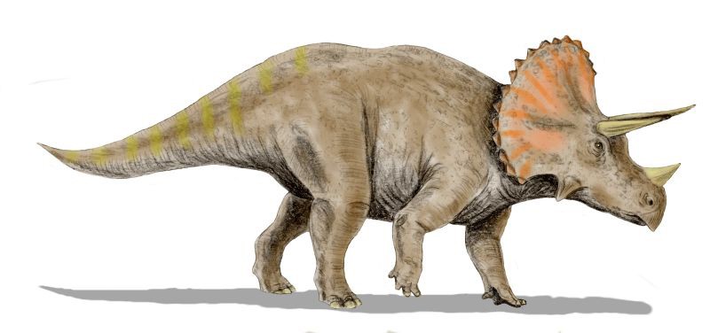 An artists impression of a Triceratops. A land dwelling creature on four legs with a short tail, large head and large frill on the back on it's head. It had three horns on it's face.