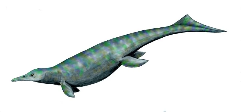 An artists impression of an Icthyosaurus. The creature has four flippers, a dorsal fin, a vertical tail and a pointed head with a large jaw full of teeth.