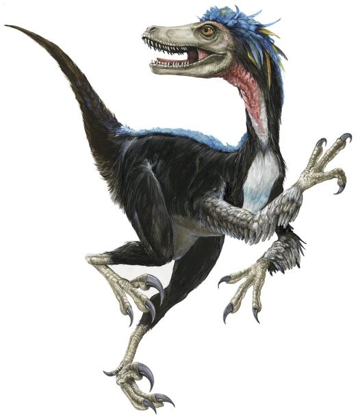 An artists impression of a Velociraptor. A small land dwelling creature with agile legs, a thin tail, a short neck and elongated head. It has massive claws on each limb.